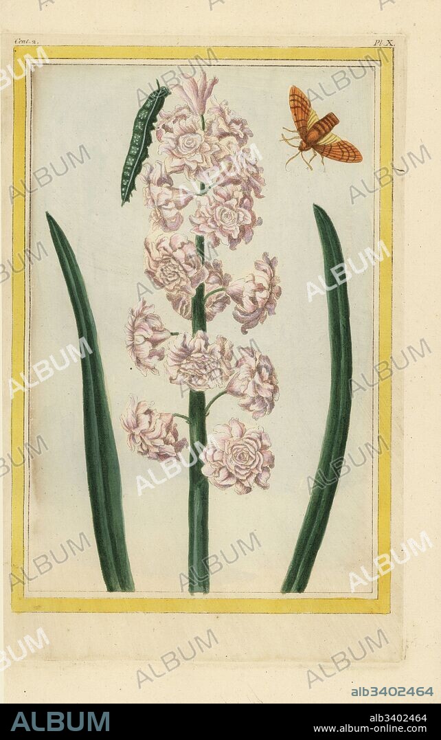 La Commodore de Flore Jacinthe. Hyacinth hybrid, Hyacinthus orientalis. Handcoloured etching from Pierre Joseph Buchoz' Collection precieuse et enluminee des fleurs les plus belles et les plus curieuses, qui se cultivent tant dans les jardins de la chine, que dans ceux de l'Europe, Paris, 1776.