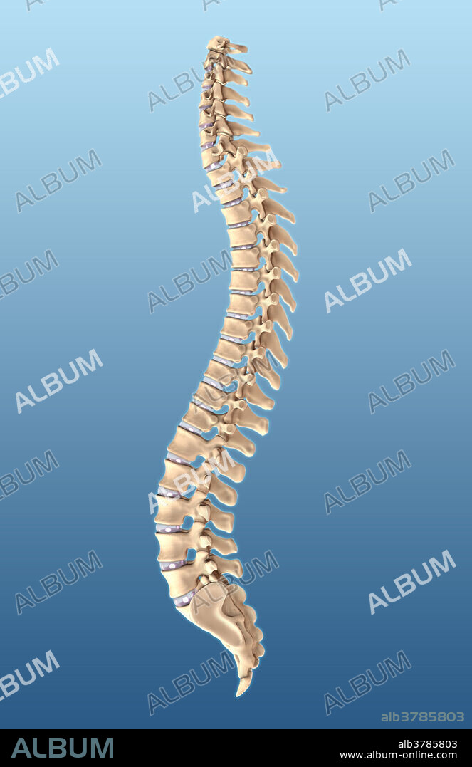 An illustration of the human spine depicting the cervical, thoracic, lumbar, and sacral vertebrae.