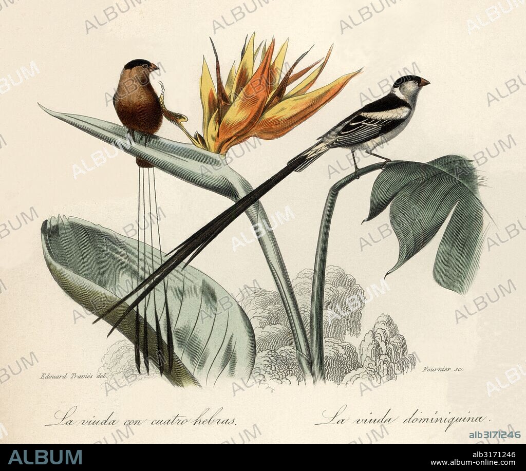 Ornitología. La viuda con cuatro hebras y la viuda dominiquina o viuda dominicana. Grabado de 1854.
