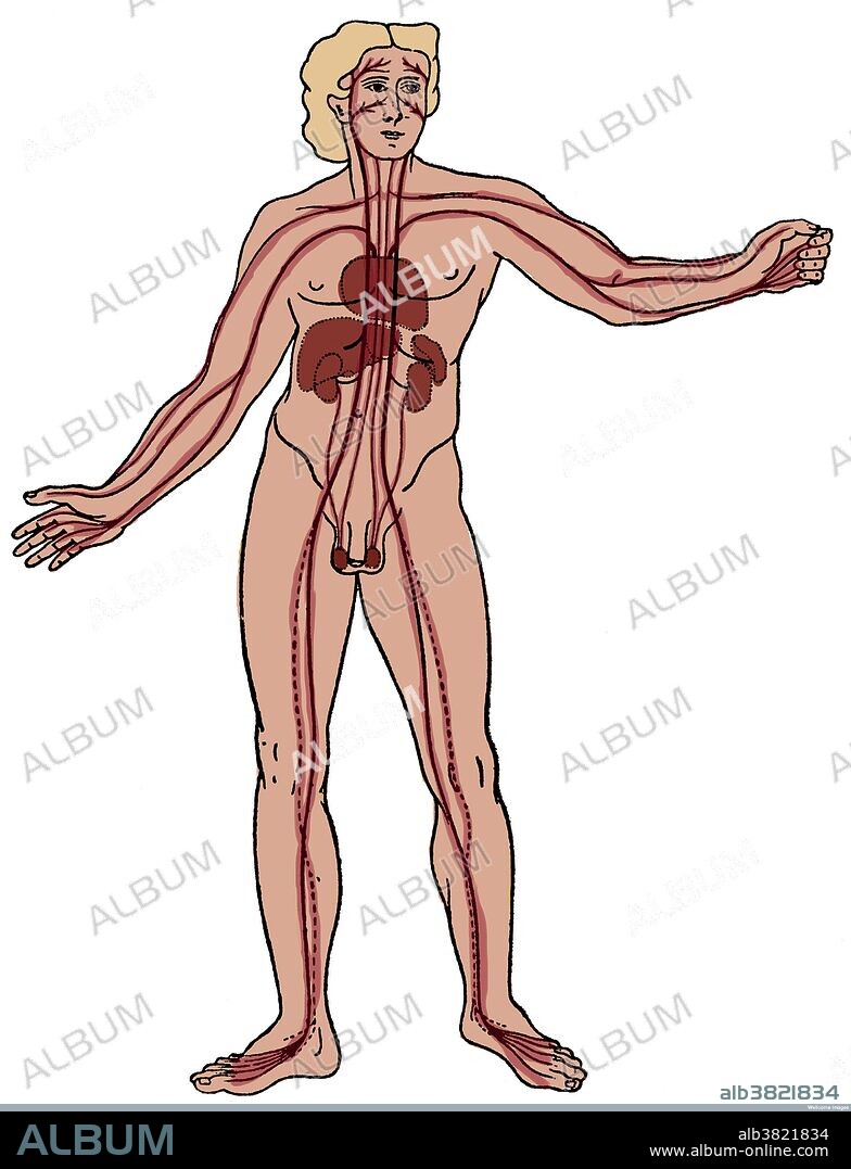 The vascular system as described by Diogenes of Apollonia, circa 400 BC slightly modified from E. Krause: "Diogenes Von Apollonia" (Posen: 1909). Diogenes of Apollonia (425 BC) was an ancient Greek philosopher. Diogenes believed air to be the one source of all being, and all other substances to be derived from it by condensation and rarefaction. He asserted that air, the primal force, was intelligent. The nature of the universe is air, limitless and eternal, from which, as it condenses and rarefies and changes its properties, the other forms come into being. He is said to have believed that there was an infinite number of worlds, and infinite void; that air, densified and rarefied, produced the different worlds; that the Earth was round, supported in the middle, and had received its shape from the whirling round of the warm vapors, and its concretion and hardening from cold. The longest surviving fragment of Diogenes is that which is inserted by Aristotle in the third book of his History of Animals. It contains a description of the distribution of the blood vessels in the human body.
