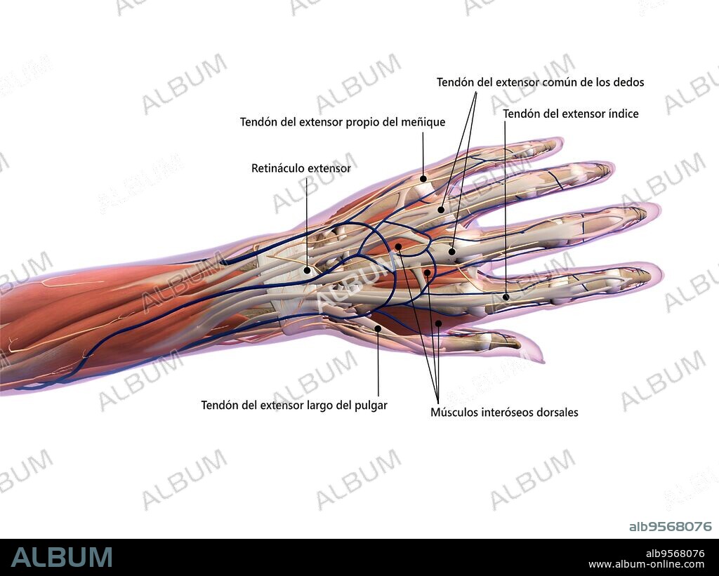 Anatomy of human hand with labels, dorsal view.