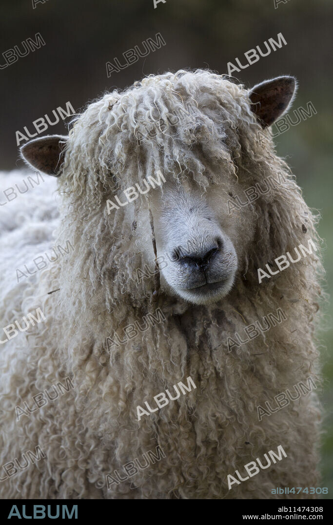 Cotswold Lion breed of sheep, Cotswolds, Gloucestershire, England, United Kingdom, Europe.