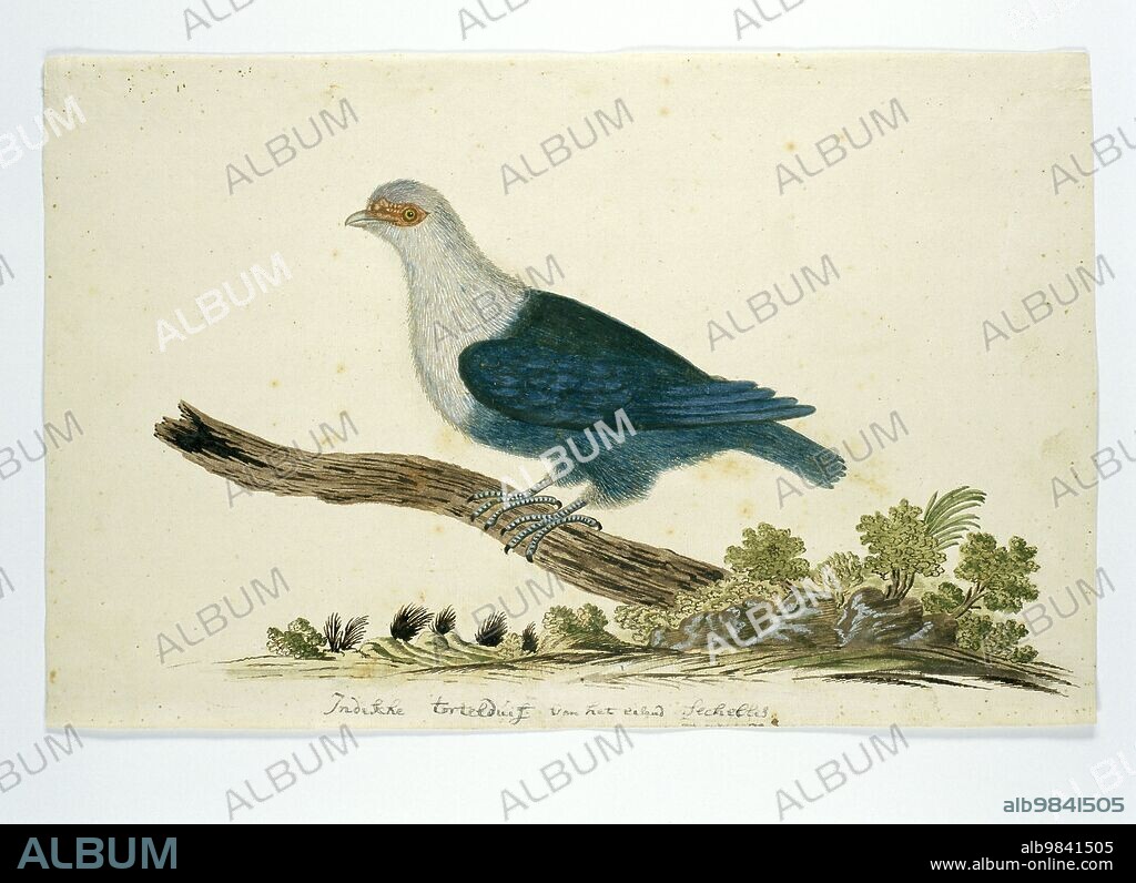 Indian turtle dove from the Seychelles, c.1776-1780. Possibly by John Webber.