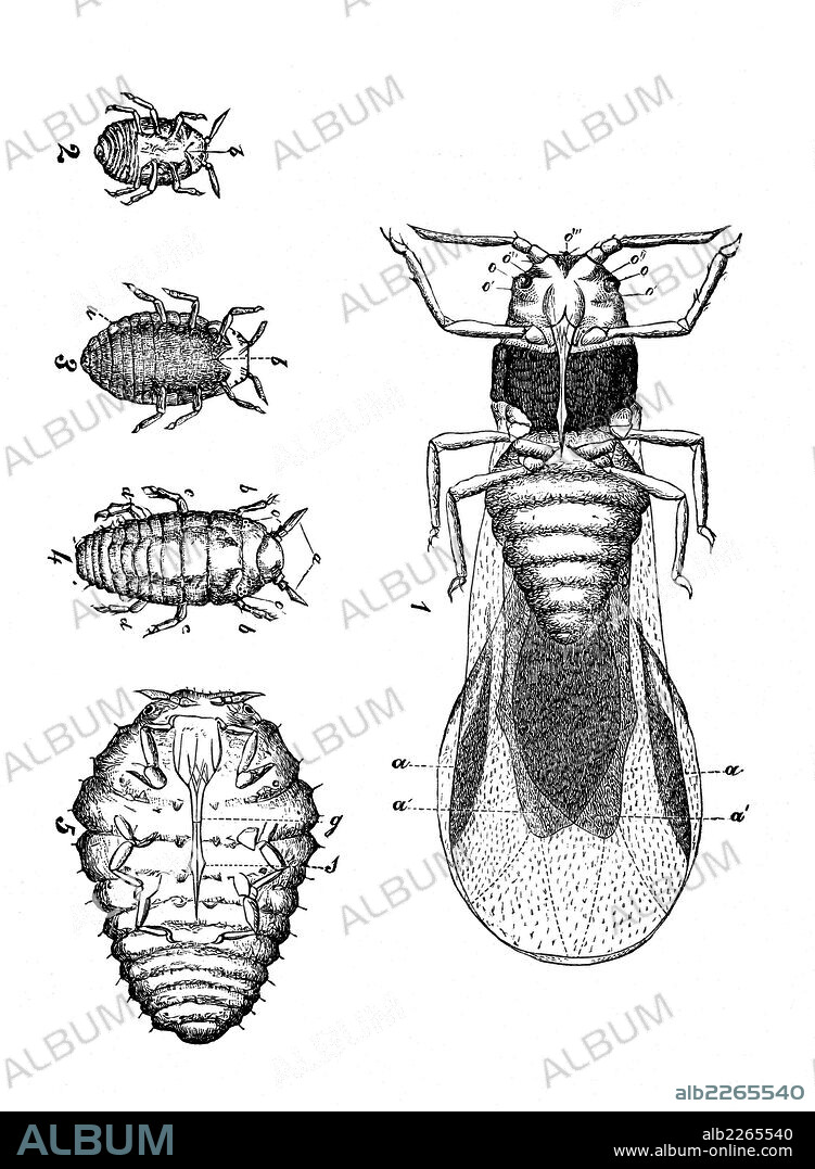 Filoxera. Insecto homóptero parásito de la vid. Grabados de 1879.