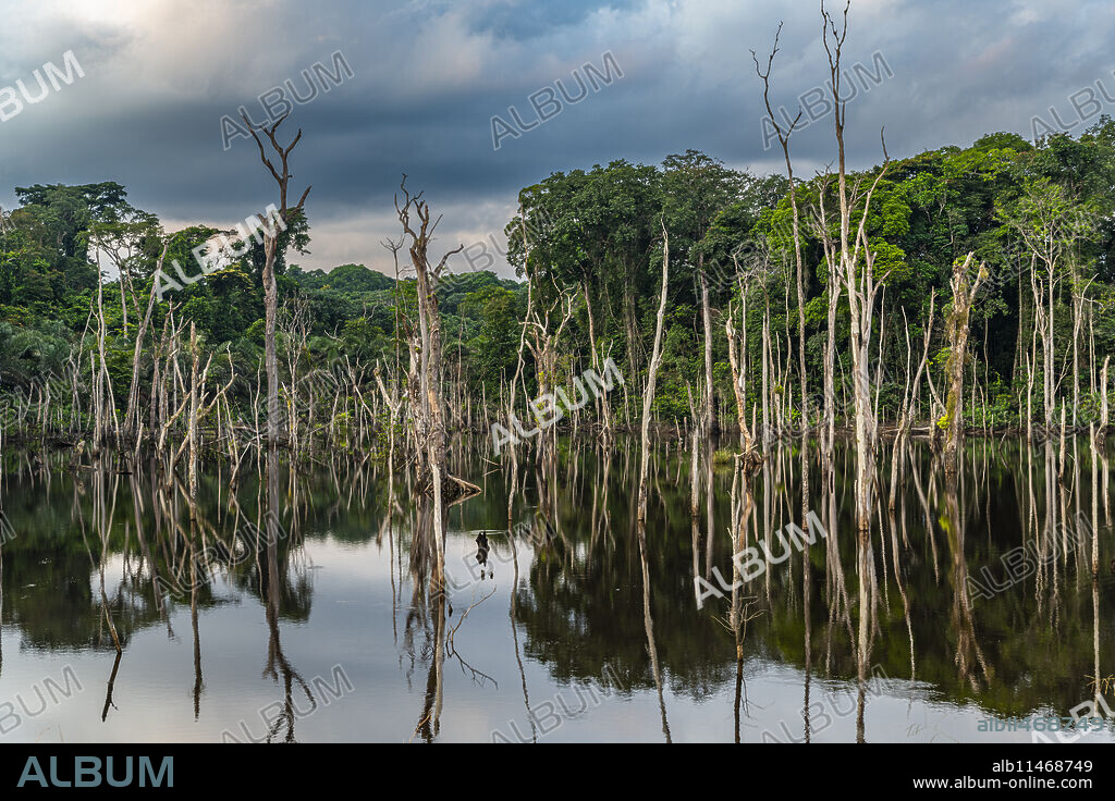 Dead forest, Ciudad de la Paz, Rio Muni, Equatorial Guinea, Africa.