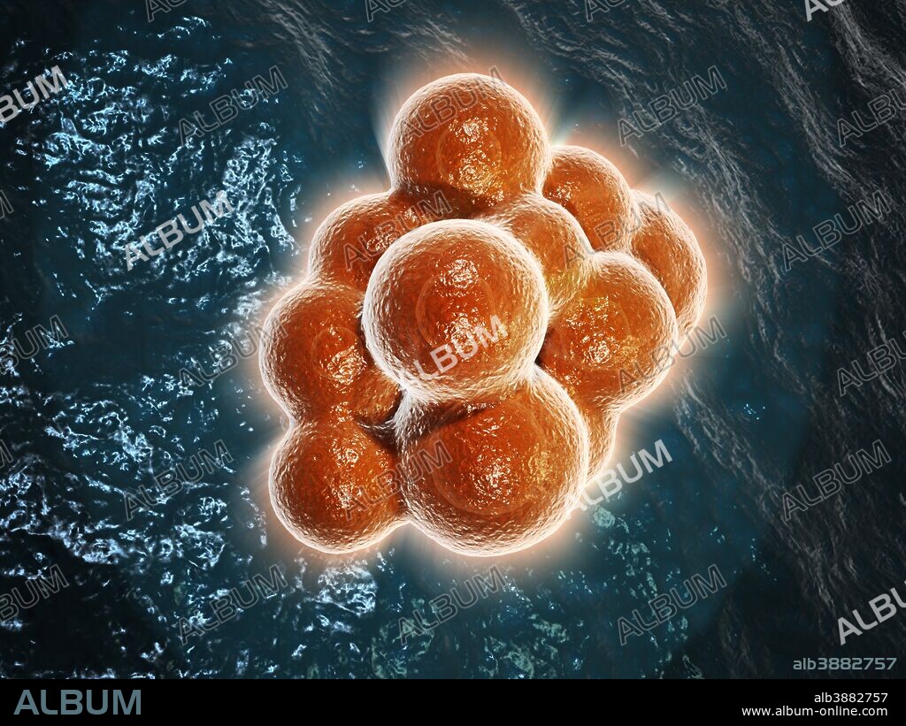 Microscopic view of a stem cell. Stem cells are biological cells found in all multicellular organisms that can divide through mitosis and differentiate into diverse specialized cell types.