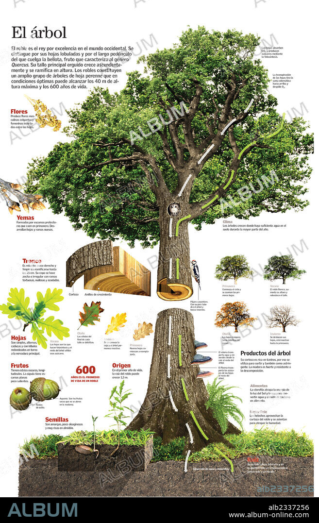 El árbol. Infografía de todas las partes de un árbol y sus funciones.
