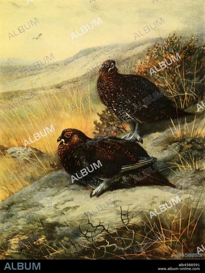 ARCHIBALD THORBURN. 'Red Grouse', 1908, (1942). Game birds, from "Natural History of British Game Birds" by John Guille Millais. Published in "The Birds of Britain', by James Fisher. [Collins, London, 1942].