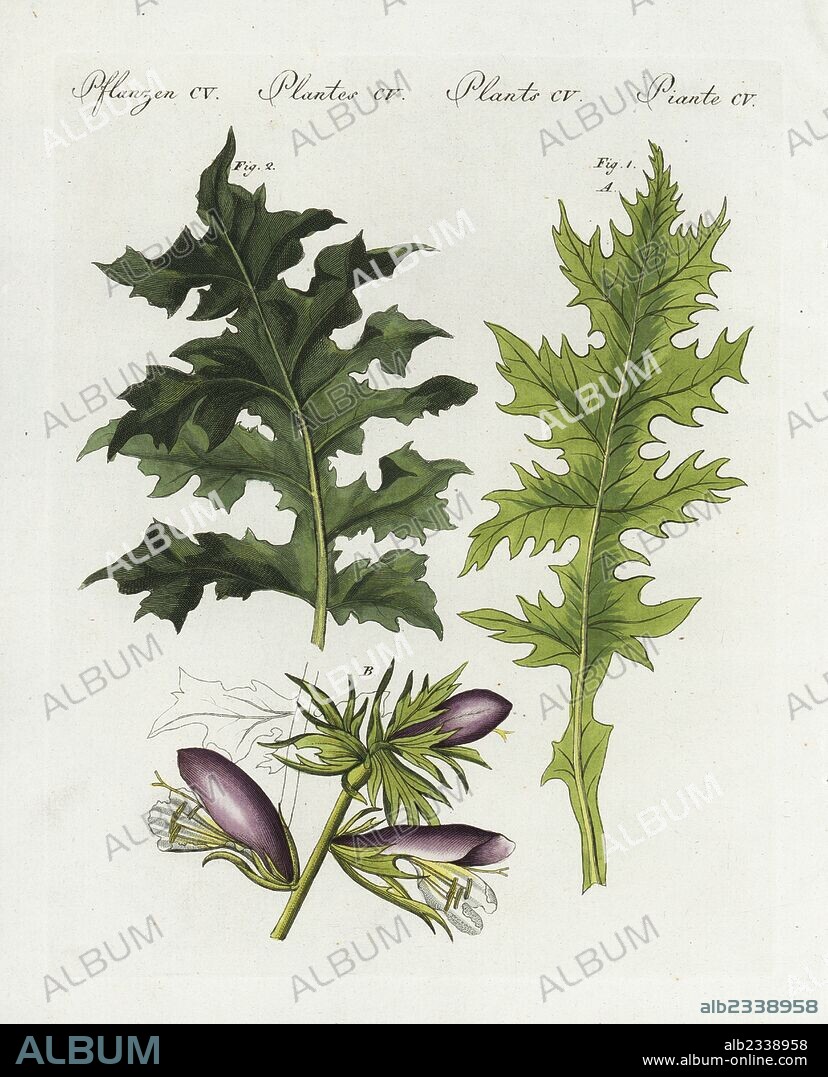 Bear's breeches or oyster plant, Acanthus mollis 1 leaf A flower B, and spiny bear's breeches leaf, Acanthus spinosus 2. Handcoloured copperplate engraving from Bertuch's "Bilderbuch fur Kinder" (Picture Book for Children), Weimar, 1807. Friedrich Johann Bertuch (1747-1822) was a German publisher and man of arts most famous for his 12-volume encyclopedia for children illustrated with 1,200 engraved plates on natural history, science, costume, mythology, etc., published from 1790-1830.