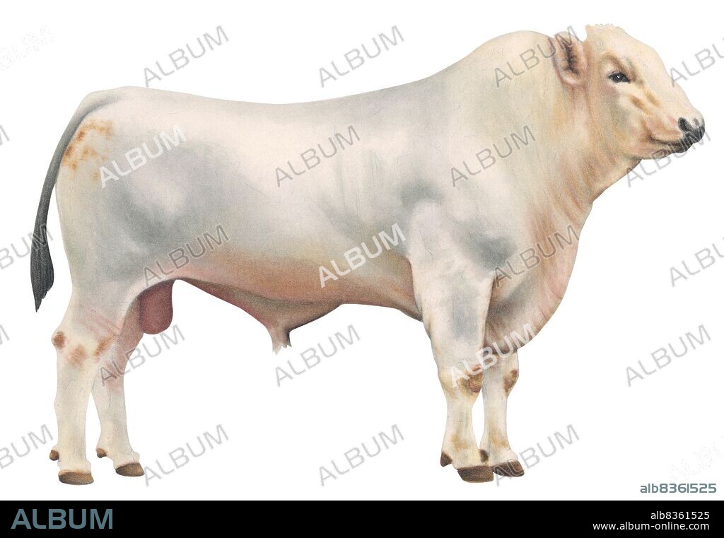 Chianina bull.