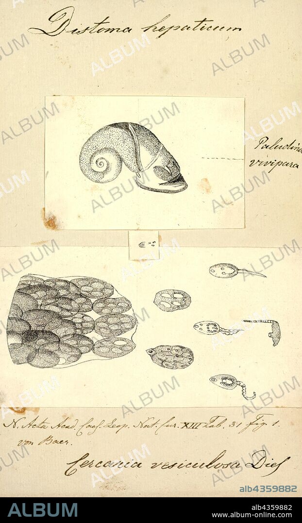 Distoma hepaticum, Print, Trematodes, Fluke Worms, Distoma Hepaticum Or Liver Fluke, the trematodes are solid worms of a tongue or leaf shape.