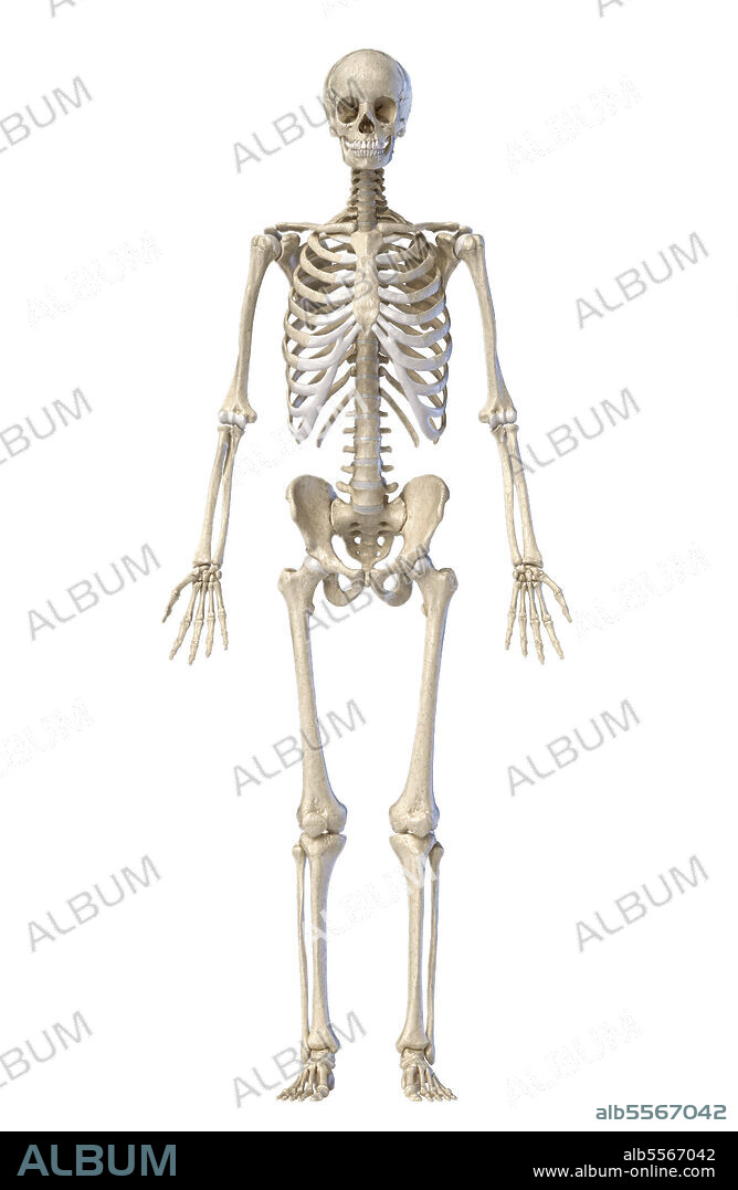 3D illustration of full body human skeletal system, front view on white background.