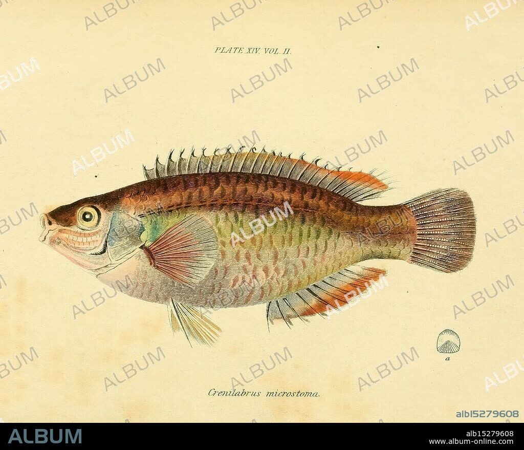 Magazine of Zoology and Botany Edinburgh, Dublin, Natural History, Periodicals, Zoology, Fish, A beautifully illustrated fish specimen, showcasing intricate details of its scales and fins. The fish is depicted with a vibrant array of colors, including green, pink, and hints of yellow, emphasizing its unique patterning. Its eyes are pronounced, adding to the lifelike quality of the illustration. Surrounding the fish are delicate lines and markings, possibly indicating its classification. This artistic representation highlights both the elegance and complexity of marine life.