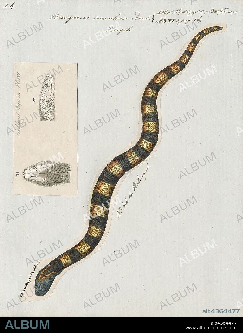 Bungarus annularis, Print, Bungarus is a genus of venomous elapid snakes, the kraits, found in South and Southeast Asia. The genus Bungarus has 15 species., 1700-1880.
