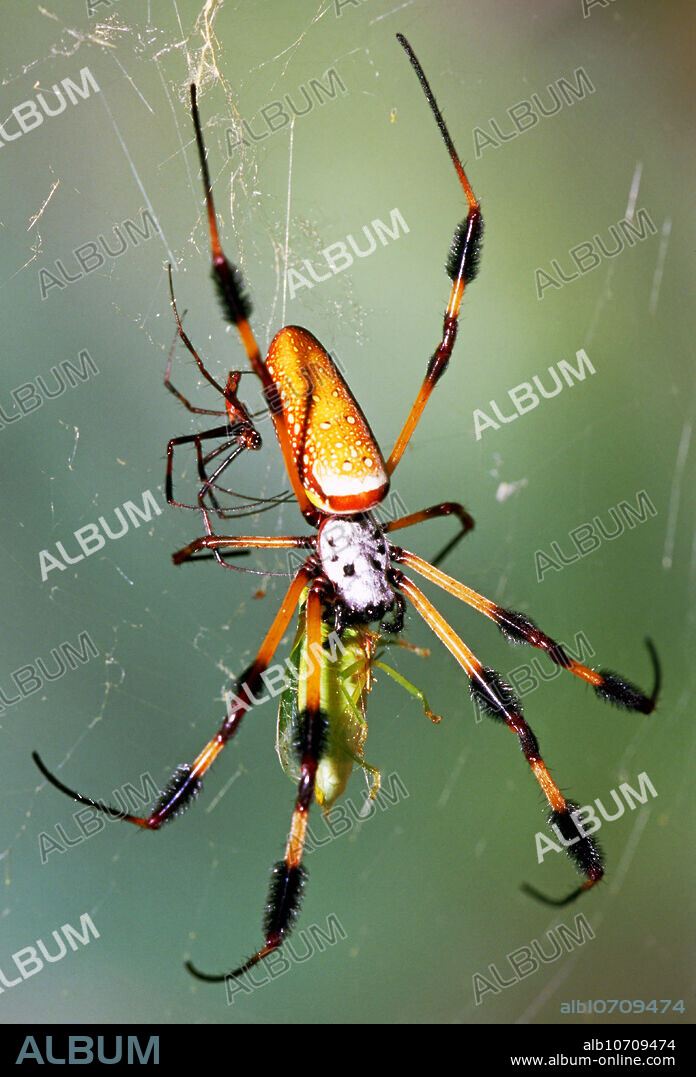 Female Golden Silk Spider (Nephila clavipes) intent on prey as male approaches. Duval County, Florida.