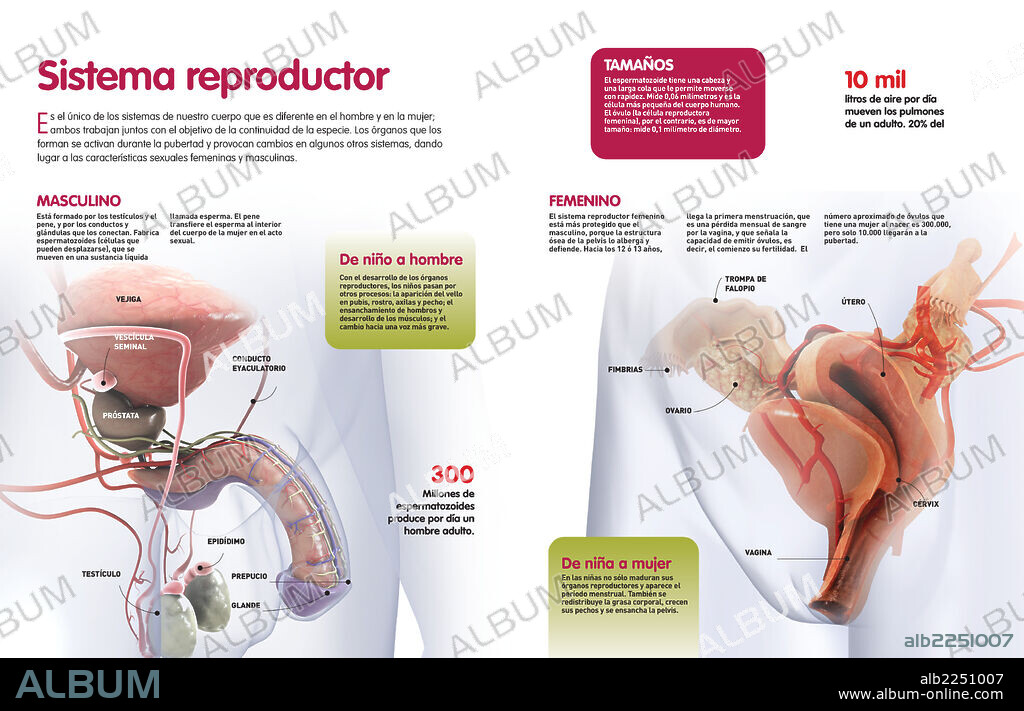 Sistema reproductor. Infografía que describe el funcionamiento, desarrollo y partes que forman el sistema reproductor femenino y masculino.