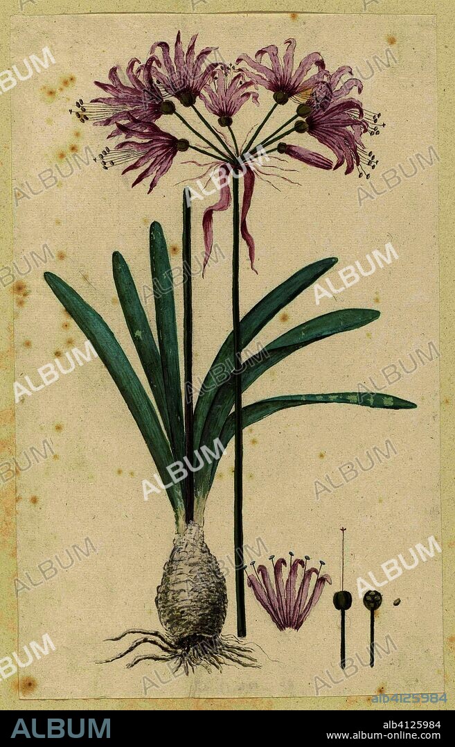 Nerine humilis (Jacq.) Herb. (Amaryllis humilis). Draughtsman: Robert Jacob Gordon. Dating: Oct-1777 - Mar-1786. Measurements: h 660 mm × w 480 mm; h 325 mm × w 203 mm.