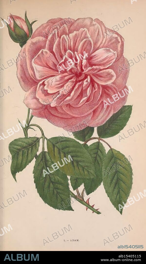 Les roses Paris J. Rothschild Editeur 1873 roses plant Adam, A beautifully illustrated rose, showcasing a lush, full bloom with delicate petals that transition in color from soft pink to a richer hue at the center. Nestled among the leaves, the flower displays a natural grace, with several rounded petals layered intricately. A single budding rose can be seen above, hinting at the promise of future blooms. The deep green leaves feature serrated edges and a glossy texture, contrasting beautifully with the soft shades of the flower. The overall composition highlights the elegance and intricate details of the rose, emphasizing the beauty of nature.