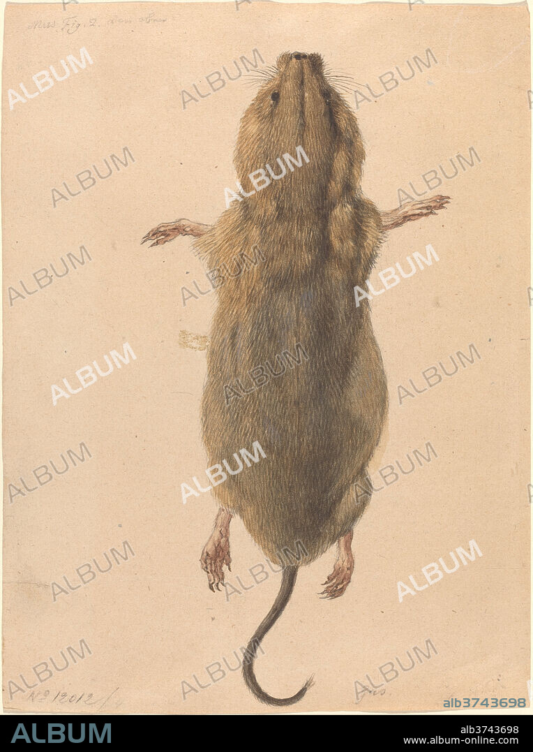 JOHANN RUDOLPH SCHELLENBERG. A Field Mouse, from Above. Dated: c. 1775. Dimensions: overall: 20.1 x 15 cm (7 15/16 x 5 7/8 in.). Medium: watercolor with graphite and black pen and ink on wove paper.