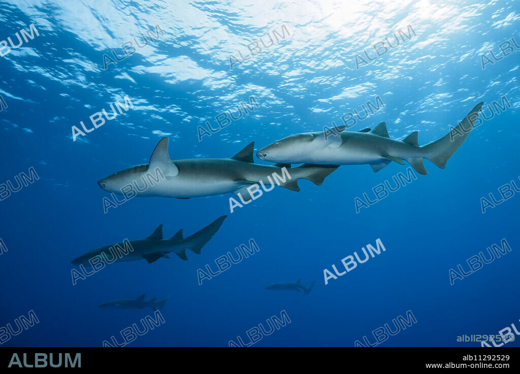 Nurse Shark, Nebrius ferrugineus, Felidhu Atoll, Indian Ocean, Maldives.