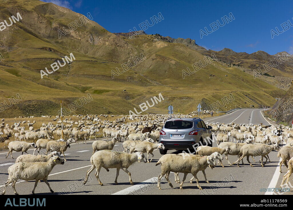 Sheep and goats roaming around Nissan Qashqai 4-wheel drive vehicle on road in Val de Tena in the Pyrenees Northern Spain.