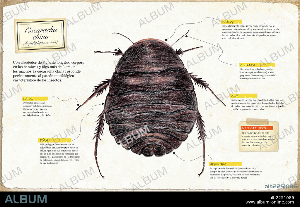Cucaracha china. Infografía de la anatomía de la cucaracha china (Eupolyphaga sinensis).