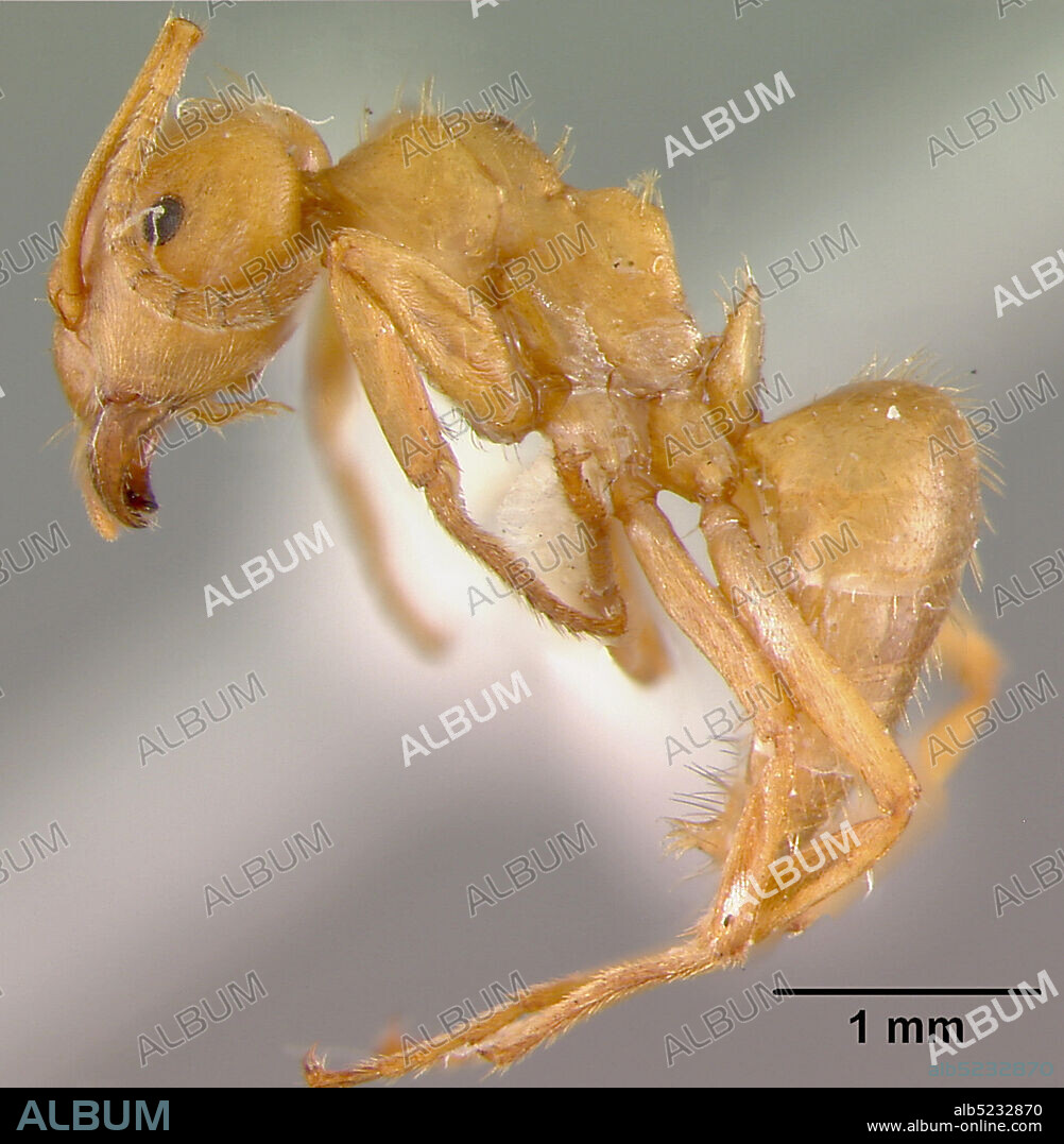 Darjeeling, West Bengal, India, Acanthomyops (Chthonolasius) hingstoni Donisthorpe, 1929, Animalia, Arthropoda, Insecta, Hymenoptera, Formicidae, Formicinae.