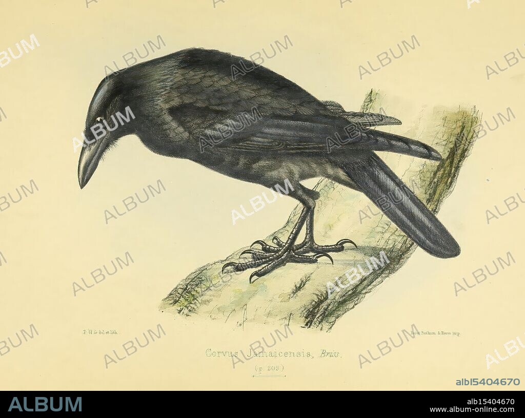 Illustrations of the Birds of Jamaica London, J. Van Voorst, 1849 bird, birds, Jamaica, ornithology, Corvus jamaicensis, Museum of Comparative Zoology, A detailed illustration of a Corvus jamaicensis, commonly known as the Jamaican Crow. The bird is depicted in profile, showcasing its glossy black feathers and a focused gaze. Its sharp, curved beak is prominently featured, along with its sturdy legs and claws grasping a branch. The intricate details highlight the texture of its plumage and the distinct features that set this species apart. The background is softly rendered, allowing the crow to stand out as the focal point of the composition.