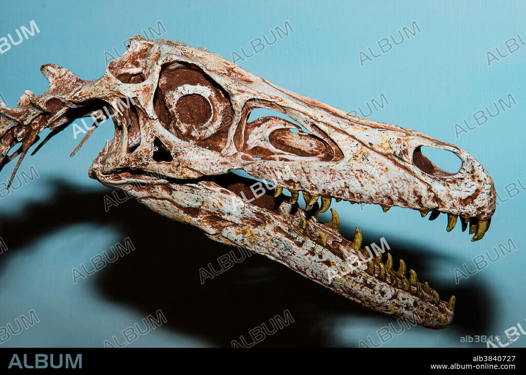 Velociraptor (Velociraptor Mongoliensis) skeleton found in Mongolia, displayed in the Bob Campbell Geology Museum.