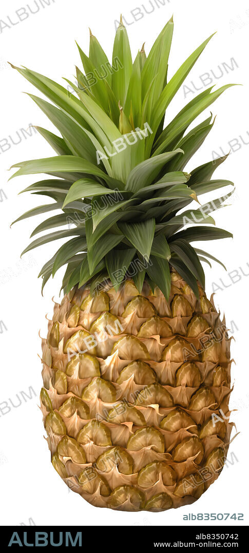 Cayenne pineapples are large and have golden-yellow flesh. The firm and fibrous flesh is juicy, tart, and very sweet; this is the most common variety.