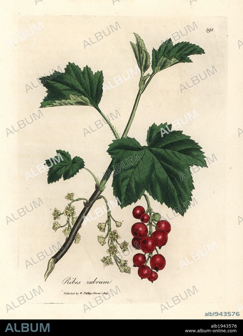 Redcurrant tree, Ribes rubrum. Handcolored copperplate engraving from a botanical illustration by James Sowerby from William Woodville and Sir William Jackson Hooker's "Medical Botany" 1832. The tireless Sowerby (1757-1822) drew over 2,500 plants for Smith's mammoth "English Botany" (1790-1814) and 440 mushrooms for "Coloured Figures of English Fungi " (1797) among many other works.