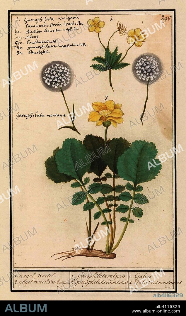 ANSELMUS BOËTIUS DE BOODT. Geel nagelkruid (Geum urbanum) en Alpen geel nagelkruid (Geum montanum). 1. nagel wortel. 2. nagel wortel van bergen / 1. gariophilata vulgaris 2. gariophilata montana / 1. Galiot. 2. Galiot des montagnes (title on object). Draughtsman: Anselmus Boëtius de Boodt. Draughtsman: Elias Verhulst. Dating: 1596 - 1610. Place: Praag. Measurements: h 273 mm × w 171 mm.