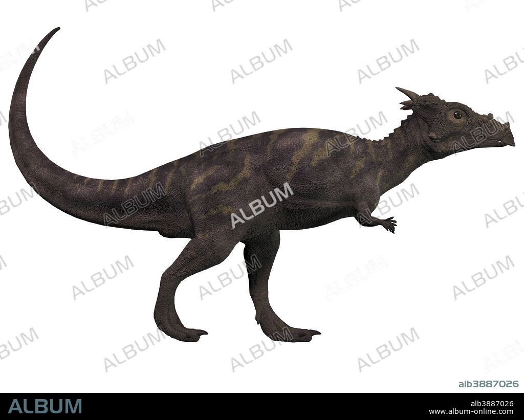 Dracorex, a herbivorous dinosaur from the Cretaceous period.