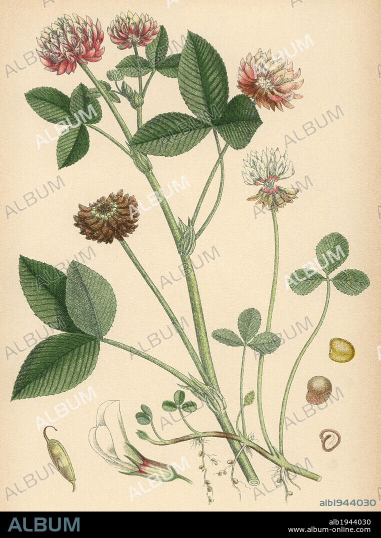 White clover, Trifolium repens, and alsike clover, Trifolium hybridum. Chromolithograph from Carl Lindman's "Bilder ur Nordens Flora" (Pictures of Northern Flora), Stockholm, Wahlstrom & Widstrand, 1905. Lindman (1856-1928) was Professor of Botany at the Swedish Museum of Natural History (Naturhistoriska Riksmuseet). The chromolithographs were based on Johan Wilhelm Palmstruch's "Svensk botanik," 1802-1843.