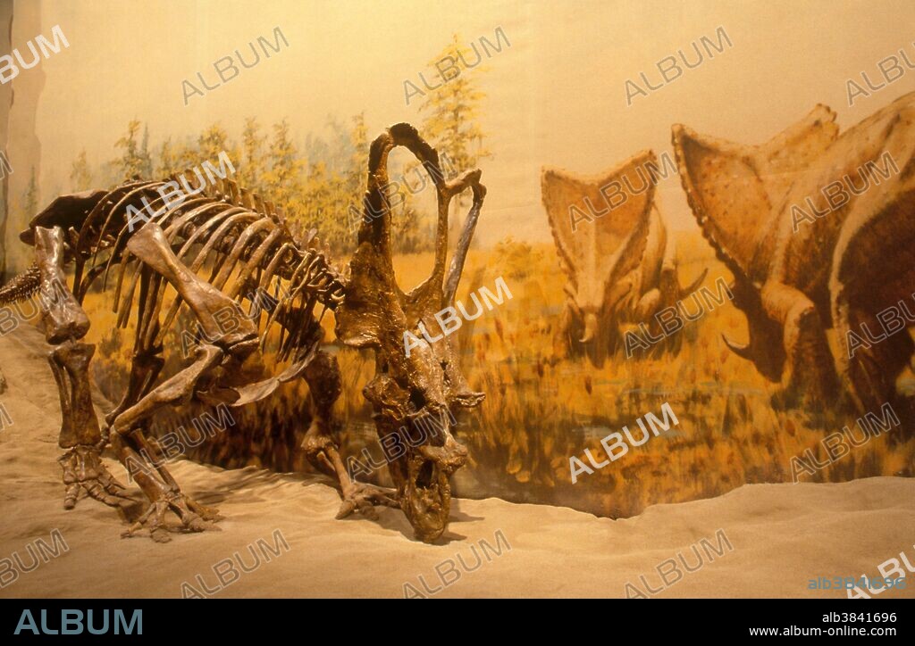 Chasmosaurus belli, a ceratopsian dinosaur from the Late Cretaceous, in the Royal Tyrrell Museum, Alberta, Canada.