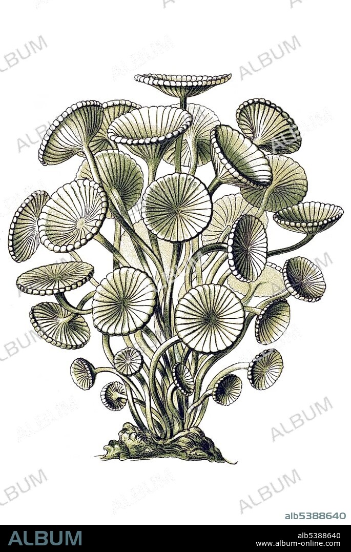 Historical illustration, Siphoneae, Giant Marine Algae, Acetabularia mediterranea, mushroom-shaped Dasnkladee, Plate 64 from Ernst Haeckel's Kunstformen der Natur, Art Forms of Nature