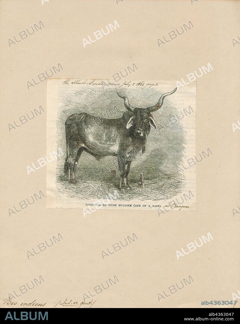 Bos indicus, Print, A zebu, sometimes known as indicine cattle or humped cattle, is a species or subspecies of domestic cattle originating in South Asia. Zebu are characterised by a fatty hump on their shoulders, a large dewlap, and sometimes drooping ears. They are well adapted to withstanding high temperatures, and are farmed throughout the tropical countries, both as pure zebu and as hybrids with taurine cattle, the other main type of domestic cattle. Zebu are used as draught and riding animals, dairy cattle, and beef cattle, as well as for byproducts such as hides and dung for fuel and manure. Zebu, namely miniature zebu, are kept as companion animals. In 1999, researchers at Texas A&M University successfully cloned a zebu., 1864.