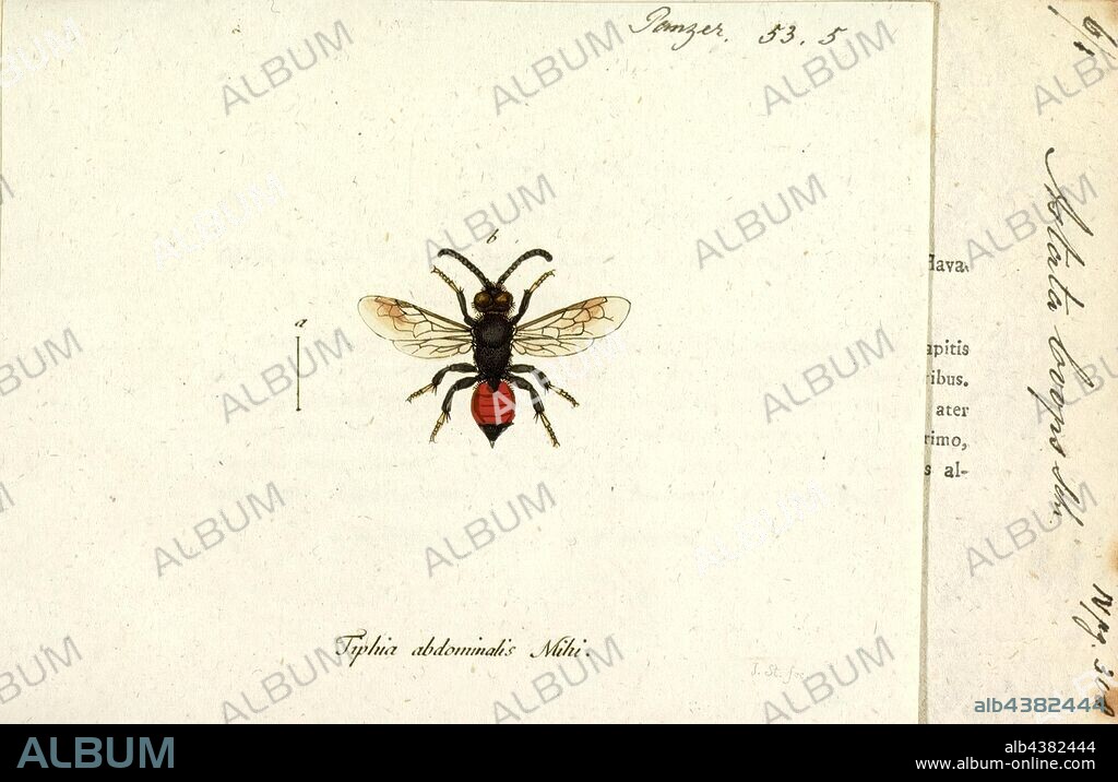 Astata, Print, Astata is a cosmopolitan genus of solitary predatory wasps in the subfamily Astatinae. They are known to prey on adults and nymphs of Pentatomidae. Astata is the largest genus in this subfamily, and is identified by features of its wing venation. The males of this genus and the related genus Dryudella have very large compound eyes that broadly meet at the top of the head.