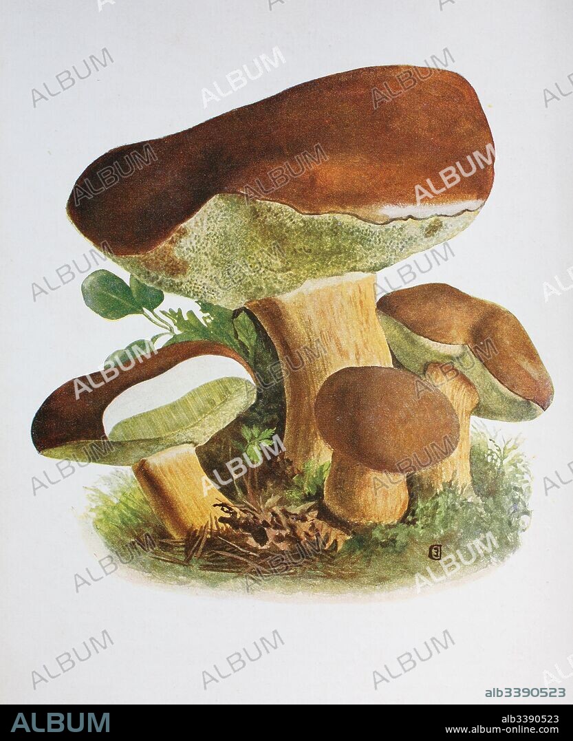 Imleria badia, commonly known as the bay bolete, is an edible, pored mushroom found in Europe and North America. Boletus badius und Xerocomus badius, digital reproduction of an ilustration of Emil Doerstling (1859-1940).