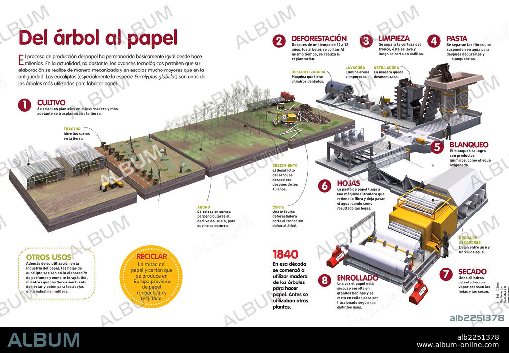 Del árbol al papel. Infografía de todo el proceso de producción de papel a partir de la madera de los árboles.