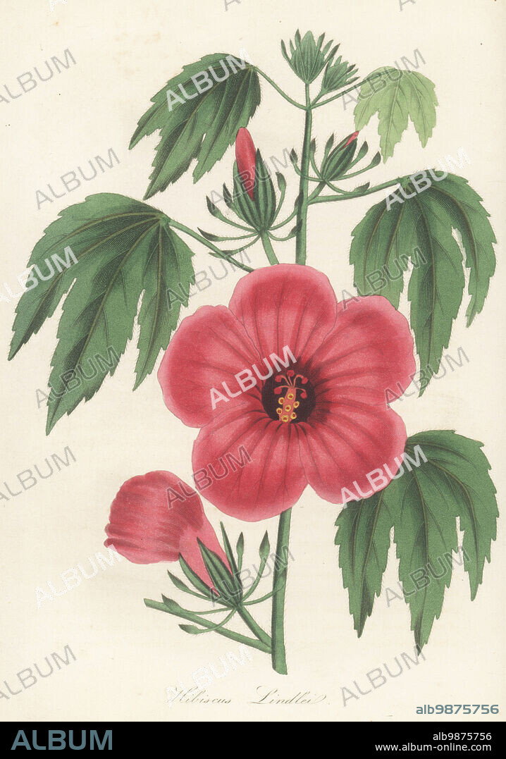Mr. Lindley's hibiscus, Hibiscus lindlei. Native to Burma, introduced by botanist Dr Nathaniel Wallich to the Horticultural Society in 1828. Handcoloured engraving from Joseph Paxtons Magazine of Botany, and Register of Flowering Plants, Volume 1, Orr and Smith, London, 1834.