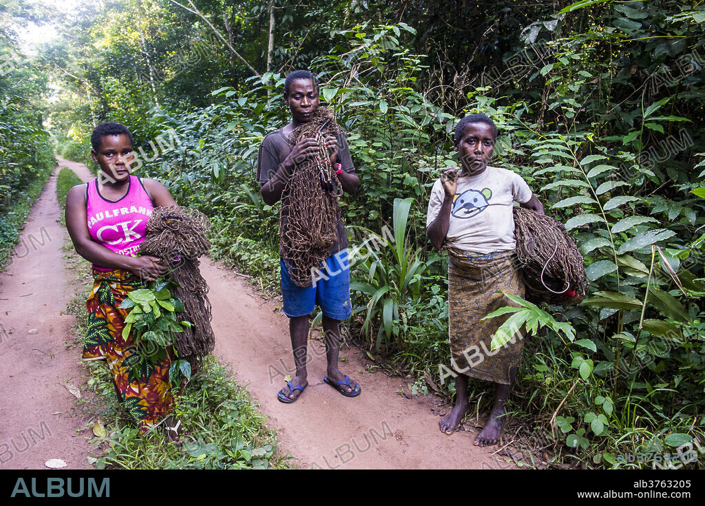 Baka pygmies on their way to go net-hunting, in the Dzanga-Sangha Special Reserve, UNESCO World Heritage Site, Central African Republic, Africa.