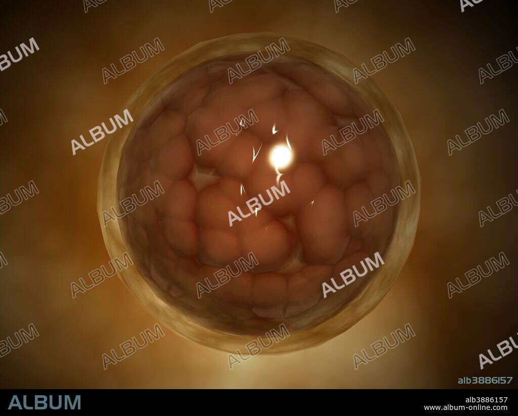 Microscopic view of a blastula during pregnancy. After the cleavage has produced over 100 cells, the embryo is called a blastula. The blastula is usually a spherical layer of cells (the blastoderm) surrounding a fluid-filled or yolk-filled cavity (the blastocoel).