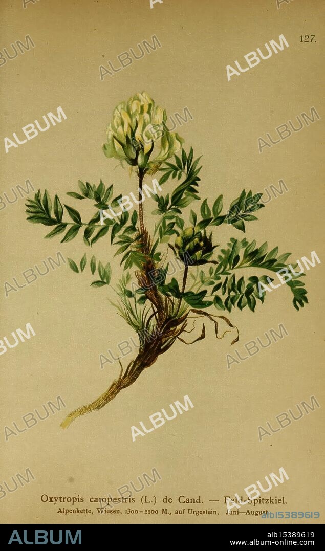 Atlas der Alpenflora, Wien, Alpenvereins, 1882, Alps, Atlases, Mountain Plants, The illustration features the plant Oxytropis campestris, commonly known as field milkvetch. It depicts a cluster of lush green leaves and delicate white flowers blooming at the top. The leaves are compound, characterized by their elliptical leaflets that are arranged alternately along the stem. The flowers, grouped in a tight bunch, show a prominent, softly curved shape typical of the species. This botanical representation is accompanied by text indicating its scientific classification and habitat, suggesting it thrives in alpine meadows and high elevations, particularly between 1300 and 2300 meters. The overall composition captures the natural beauty and intricate details of this flowering plant.