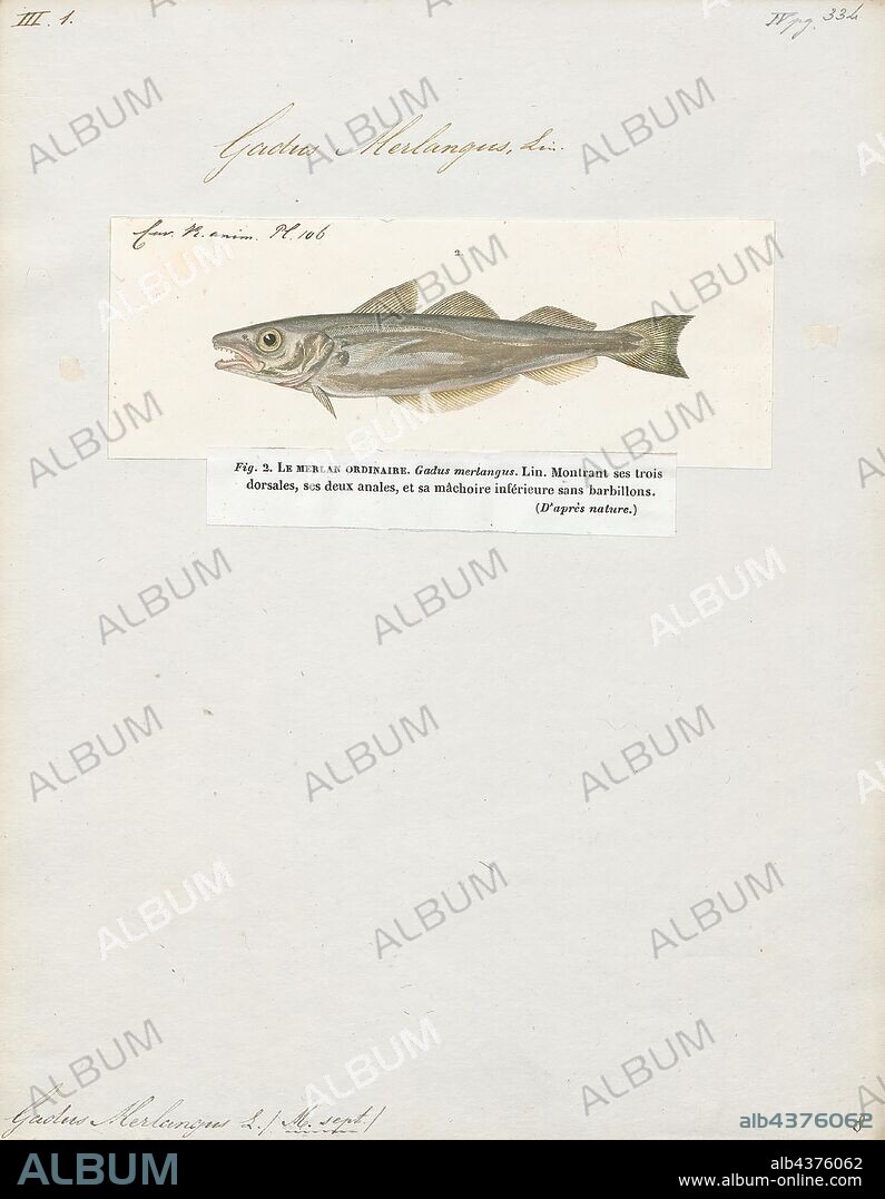 Gadus merlangus, Print, Merlangius merlangus, commonly known as whiting or merling, is an important food fish in the eastern North Atlantic Ocean and the northern Mediterranean, western Baltic, and Black Sea. In Anglophonic countries outside the whiting's natural range, the name has been applied to various other species of fish., 1817-1841.