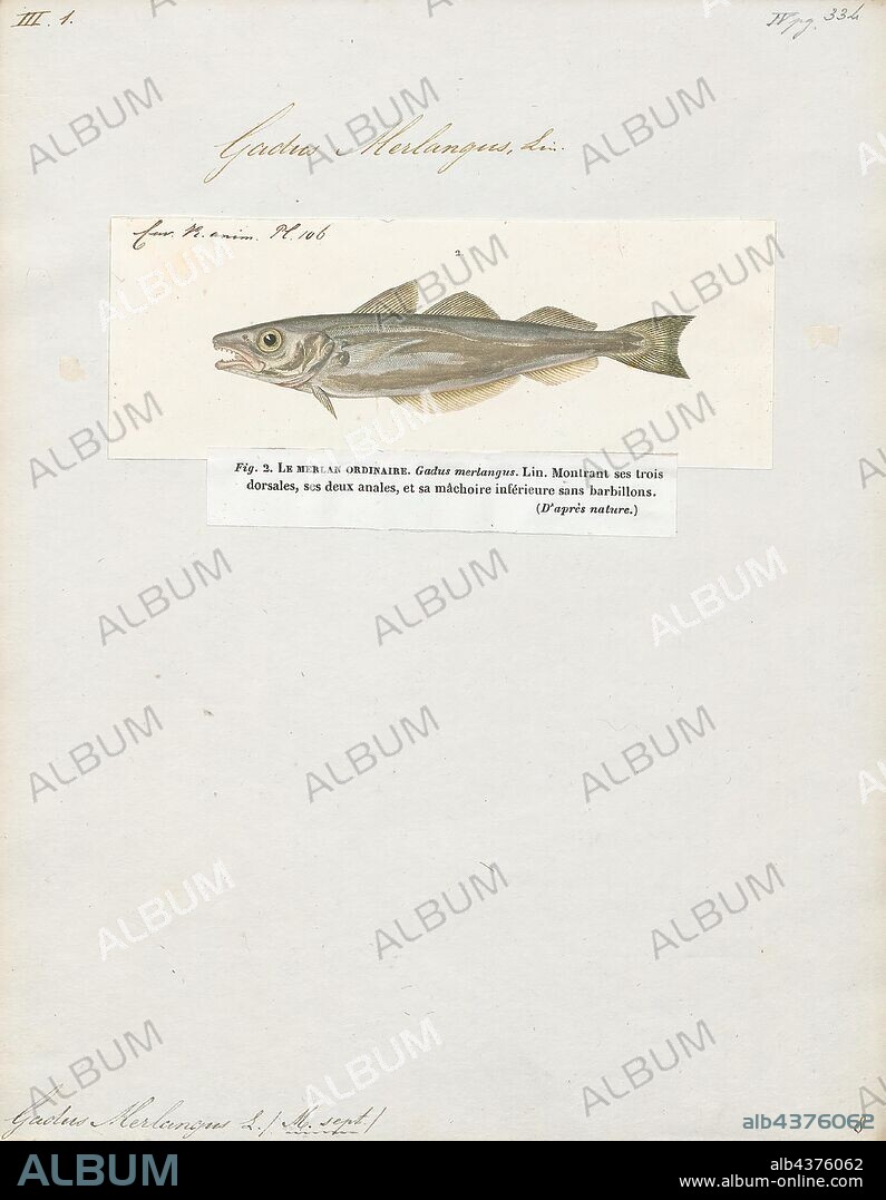 Gadus merlangus, Print, Merlangius merlangus, commonly known as whiting or merling, is an important food fish in the eastern North Atlantic Ocean and the northern Mediterranean, western Baltic, and Black Sea. In Anglophonic countries outside the whiting's natural range, the name has been applied to various other species of fish., 1817-1841.