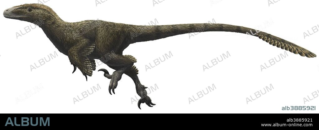 Utahraptor ostrommaysorum, one of the largest known dromaeosaurs.