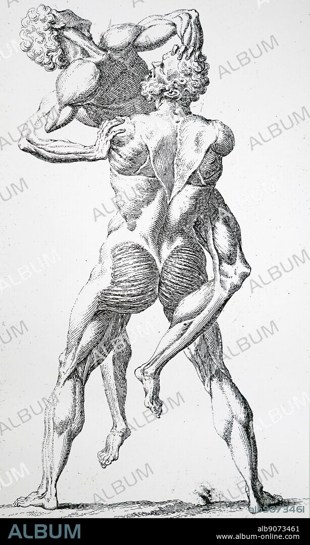 The ancient Greek statue of Hercules and Antaeus wrestling, drawn to show the top layer of muscles. From William Cheselden The Anatomy of the Human Body, London, 1715.