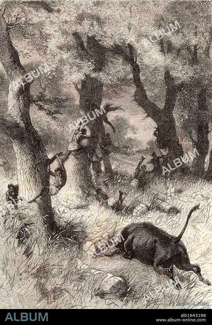 Verney Lovett Cameron (1844-1894) English explorer in Central Africa, born at Radipole near Weymouth, Dorset. Cameron's expedition to Africa (1872-1875). His party being attacked by a buffalo. Cameron was chosen by the Royal Geographical Society to find Livingstone, but arrived after Livingstone was dead. He traced the Congo-Zambesi watershed for a great distance, and explored the southern half of Lake Tanganyika. Engraving from "Le Journal de la Jeunesse" (Paris, c1879). (Photo by: Universal History Archive/UIG via Getty Images).