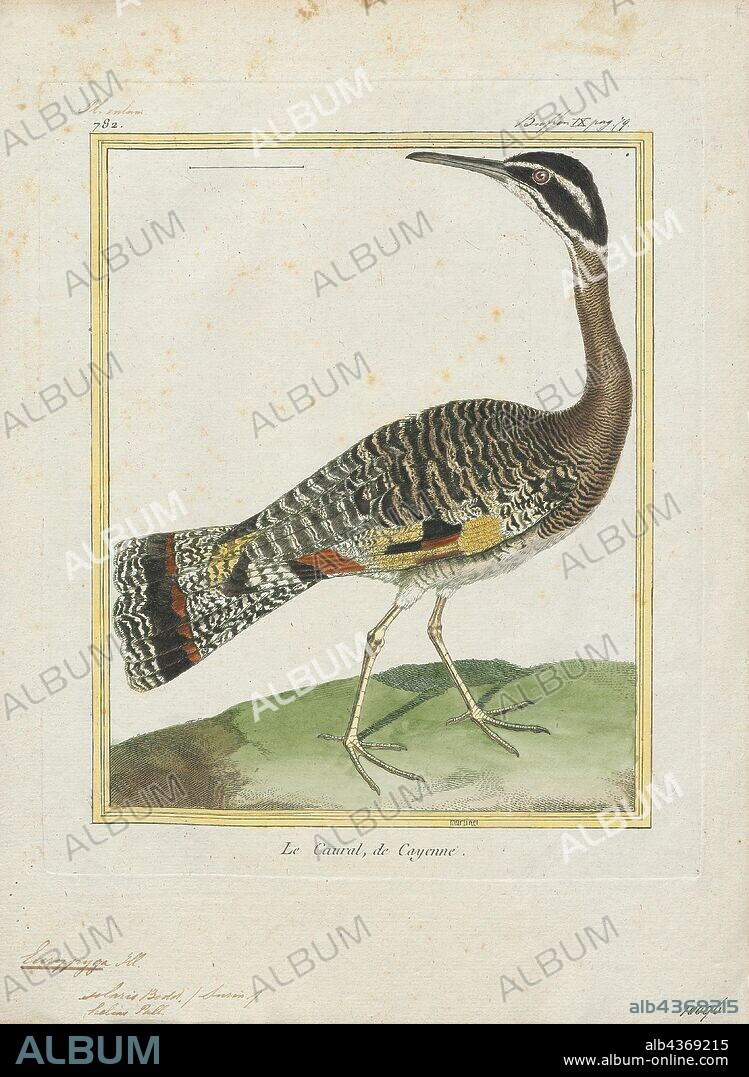 Eurypyga solaris, Print, Sunbittern, The sunbittern (Eurypyga helias) is a bittern-like bird of tropical regions of the Americas, and the sole member of the family Eurypygidae (sometimes spelled Eurypigidae) and genus Eurypyga. It is found in Central and South America, and has three subspecies. The sunbittern shows both morphological and molecular similarities with the kagu (Rhynochetos jubatus) of New Caledonia, indicating a gondwanic origin, both species being placed in the clade Eurypygiformes., 1700-1880.